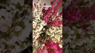 Эрика грацилис | Erica gracilis | @FlowersLand