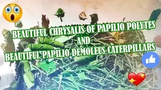 Beautiful Papilio Polytes Chrysalis and Beautiful Papilio Demoleus Caterpillars #papilio