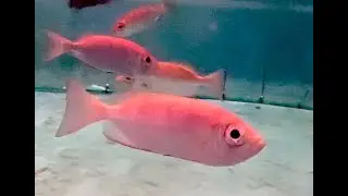 キントキダイ　Red bigeye　Priacanthus macracanthus