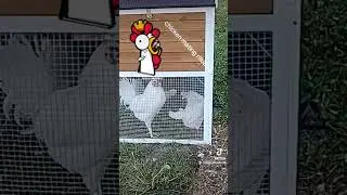 2023 Chicken Mating Rituals? #chicken #godisgood #farming101