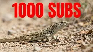 NatureWorldSanti's Epic Lizard Reveal: A 1000 Subscribers, Thank You!