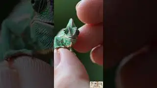 Finger-Sized Chameleons: 🦎 Tiny Colors, Big Charm! #FingerPets #tinyanimals  #cute  #animals