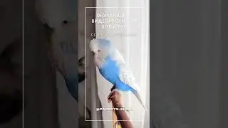 Урок для попугая Учим попугая говорить 