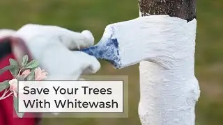 Save Your Trees With Whitewash