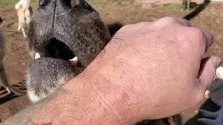 Spanish Mastiffs, aboriginal Tibetan Mastiff, Caucasian Ovcharka, Akita,  Noble Asian Bear & Asian B