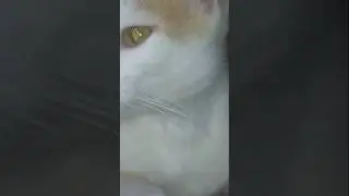 cute cat lovely moments 😻 playing 🐈 lovely mood 😺#cat video #trending #short #viral #animal