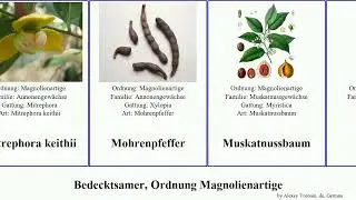 Bedecktsamer, Ordnung Magnolienartige magnolia alba chinensis figo angiosperms Michelia Tulpenbaum