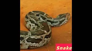 #Bigsnake#snake#sap#samp#sapkivideo#bhut#snakevideo#sap#sap#nagin#nag#sarp#sort#sorts#sap#sap#course