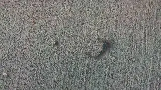 Scorpion Was Under My Tent! 🦂 Lake Whitney Texas