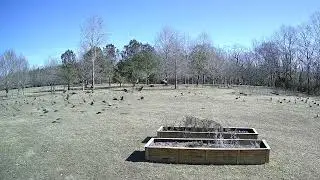 Geese Leave the Lawn