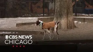 See how Chicagoans are protecting animals in the cold