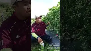 cabe sehat panen lebat, piagrow mix dan amixine@Arenahormonindonusa_AHI