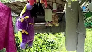 Flying-fox juveniles move to the big cage:  Bea, Barry, Bindi and Jedi