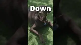 5 Essential Dog Commands | Dog Training #shorts