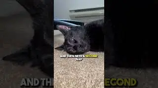 Nap roulette is a dangerous game‼️ #cat #kitten #blackcat #nap #naptime #leonthecatdad