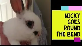 Rabbit circles around me nonstop | Does my Rabbit love me?