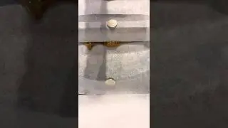 Hash rosin kief
