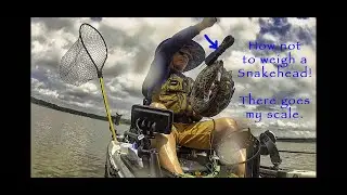There Goes My Scale!! How Not to Weigh a Snakehead.