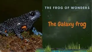 The Galaxy frog | Project Animalia #5