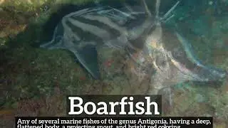 How to Say Boarfish in English? | How Does Boarfish Look? | What is Boarfish?