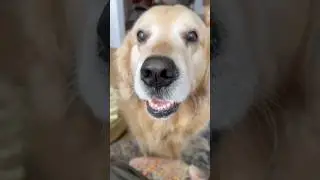 Wild dog story