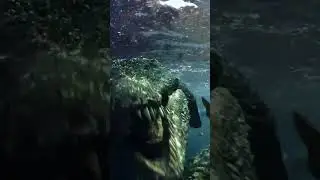 Mosasaurus moments #dinosaur #kian #love #dinosaursalive #myfavroute #dinosaursareawesome