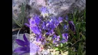 ЭДРАЙАНТУС  EDRAIANTHUS (HEDRAEANTHUS)  сем. Колокольчиковые