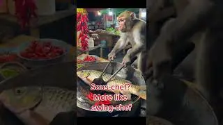 Sous-chef? More like swing-chef #monkey #animal #cute #viralvideo #shortvideo #shorts