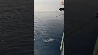 Catching King Fish Using Ribbon Fish as Bait #fishing #fishingvideo #fishingtime