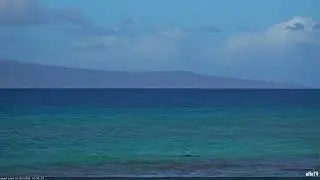 Jan 2, 2024: Caught on Camera - Endangered Hawaiian Monk Seal in Maui