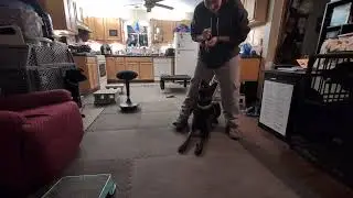 UCon fitness and fun with Rad in open kennel