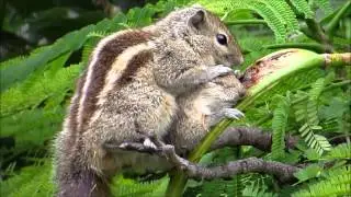 Rare and Unseen - Squirrel Cures Unwell Squirrel