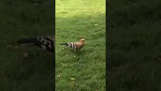 Hoopoe eating worms 🪱🐛 hudhud الھدھد  #hudhud #hoopoe #rarebirds #insecthunting #nature