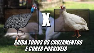 SAIBA COMO PREVER TODAS AS CORES POSSÍVEIS DE CRUZAMENTOS DE GALINHAS DA ANGOLA