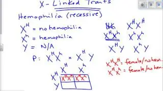X Linked Inheritance