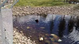 Orsa Bj&ouml;rnpark
