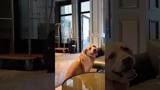 Is this the most dog friendly hotel in Edinburgh | Would you bring yours along? #dogfriendlytravel