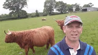 Learn More About Highland Cattle @ Woodhead Farm