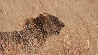 Flat tire in the African bush, no spare...
