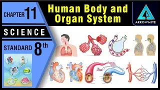 Human Body and Organ System | Std 8 | Science | Ch.11 | Maharashtra State Board