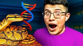 ¿Qué es un GEN RECESIVO en PITONES BOLA? 🧬 Explicación FÁCIL con Ejemplos Reales