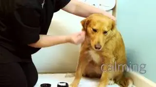 Dog Lotion for Dog Coat and Dry Skin by Dog Fashion Spa