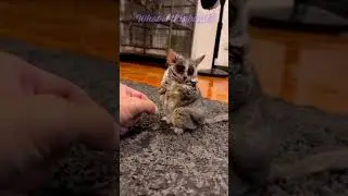 😻What is this beast? A pygmy mouse lemur from Madagascar. #beast #Cute #lemur #Madagascar #shorts