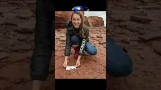 Hallan los #fosiles de un animal desconocido que habr&iacute;a vivido antes de los dinosaurios