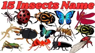 15 Insect Names in English and Hindi | Kids Learning Video | Anshu Singh