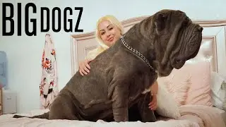 Засада: Неаполитанский мастиф весом 180 фунтов | BIG DOGZ