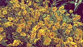 Return to Stillness ~ Meditation 2