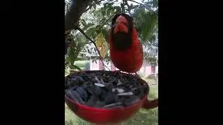 Male Cardinal, House Finches, Then Female Cardinal