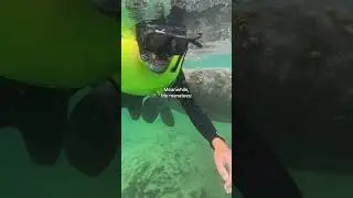 You can&rsquo;t touch them but they might be all over you 😆 #manatees #floridatrip #snorkeling