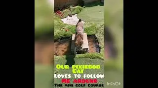 PIXIEBOB CAT LOVES to FOLLOW ME around the BACKYARD MINI GOLF COURSE 🤷&zwj;♂️😂 #shorts #golf #cat